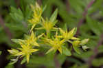 Yellow stonecrop